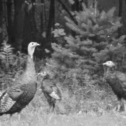 b&w wild turkey family photo