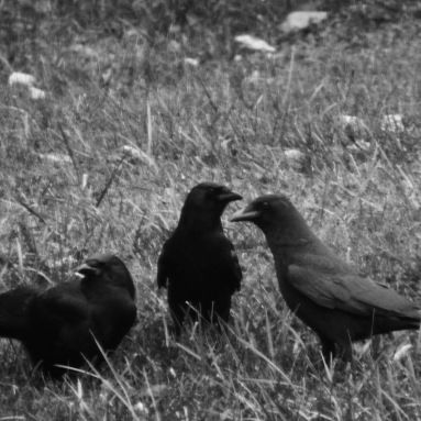 b&w crow family murder photo grass