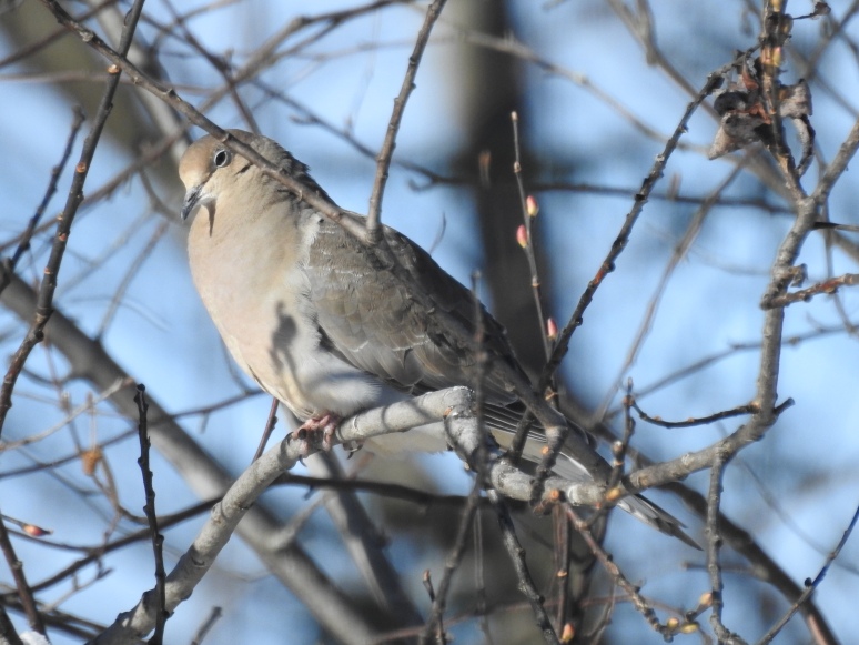 Mourning dove 